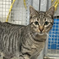 IRIS, chatte à adopter