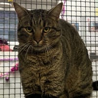 QUATTRO, chat à adopter