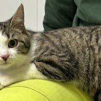 ALBA, chatte à adopter