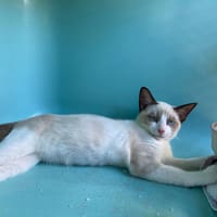 TIGROU, chat à adopter