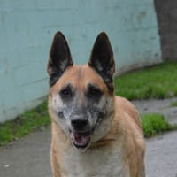 LUCKY dit VICKY CHAO, chienne à adopter