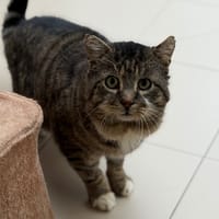 Léo CAB4994, chat à adopter