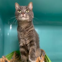 GIUSEPPE, chat à adopter