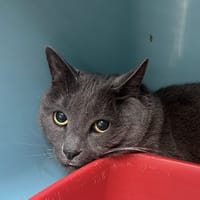 BIBICHE, chat à adopter