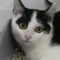 CLEO, chat à adopter