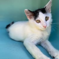 PORCINET, chat à adopter