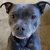 lucky, chien à adopter