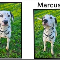 MARCUS, chien à adopter
