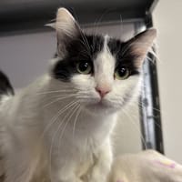 YOLO, chatte à adopter