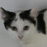 OREO, chat à adopter