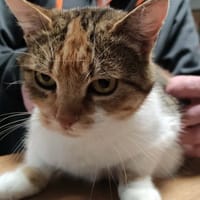 NALA, chatte à adopter