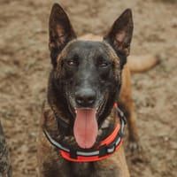 FLASH CHAO, chien à adopter