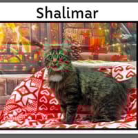 SHALIMAR (Réservée), chatte à adopter