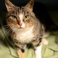 Inka, chatte à adopter