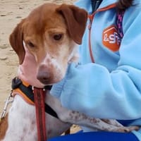 HAMILTON, chien à adopter