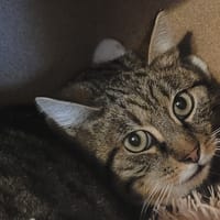 OZZY, chat à adopter