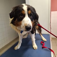 norton, chien à adopter