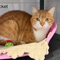 ROCKET, chat à adopter