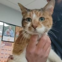 MINNIE, chatte à adopter