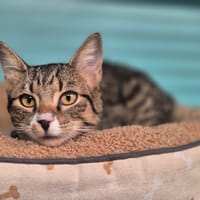 KALALOU, chat à adopter