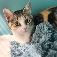 ACRAS, chatte à adopter