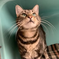 RINO, chat à adopter