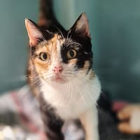 BIGOUDA, chatte à adopter