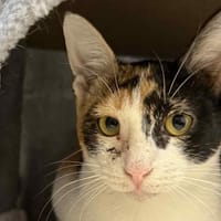 CARI, chatte à adopter