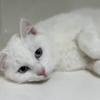 TALISMAN, chat à adopter