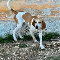 JAMBO, chien à adopter