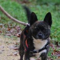 frisquette, chienne à adopter