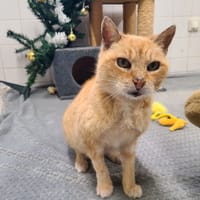 Rose, chatte à adopter