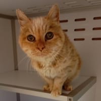 ISIDORE, chat à adopter