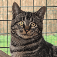 AUSTIN, chat à adopter