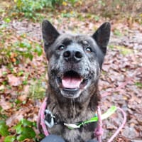 PABLO, chien à adopter