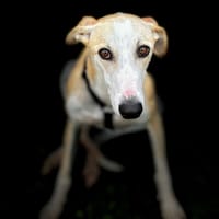 REY (Animalea), chien à adopter