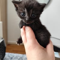 Bella, chatte à adopter