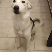 Gyna, chienne à adopter