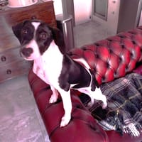 DAISY (Martina), chienne à adopter