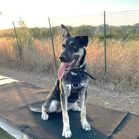 KHEOPS, chien à adopter