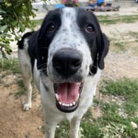 Lazlo, chien à adopter