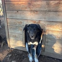 Sparky, chien à adopter