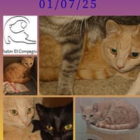 Aïko, chat à adopter