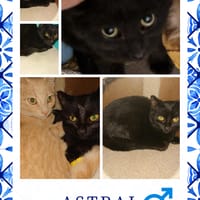 Astral, chat à adopter