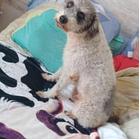 Oxs, chien à adopter