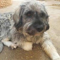 DARYL, chien à adopter