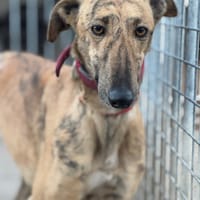 ANDREA, chienne à adopter