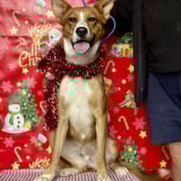 LEILA (Maria), chienne à adopter