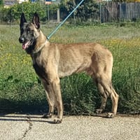 IF (Maria), chien à adopter