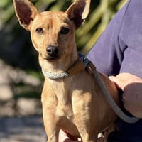 NACHITO (Maria), chien à adopter